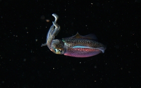 Birmanie - Mergui - 2018 - DSC02788 - Bigfin reef squid - seiche - Sepioteuthis lessoniana
